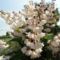 v 29 Érdeslevelű gyöngyvirágcserje ;Deutzia scabra Codsall pink