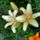 V_2__liliom__lilium__cappuccino_1298977_7191_t