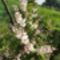 v 32 Érdeslevelű gyöngyvirágcserje ; Deutzia scabria Codsall Pink