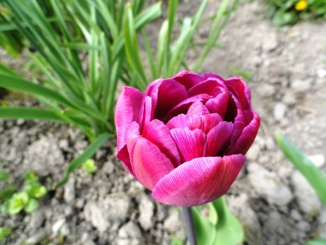 v 40 ; Tulipán ; Tulipa Parrot Rai