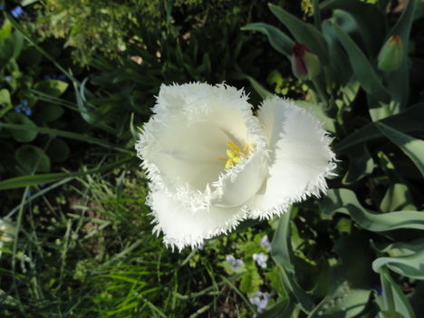 v 41; Tulipán ; Tulipa Crispa
