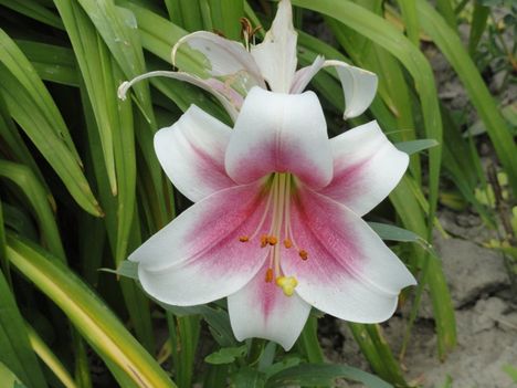 v 4 ; Liliom ; Lilium Frisco