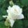 V_52__rozsa__virgo_teahybrid_1298969_5638_t