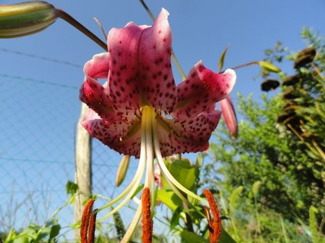 v 5 ; Liliom ; Lilium specialis rubrum