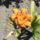 Viragok_10__hemerocallis_quanso_1298747_7834_t