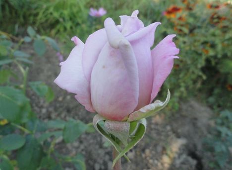 virágok 12; Rózsa ;  Sterling Silver