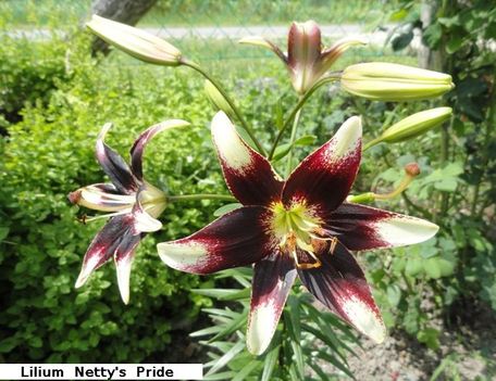 virágok 13; Lilium Netty's Pride