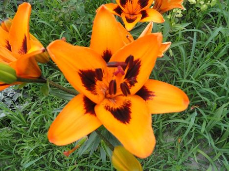 virágok 14, Sásliliom ; Hemerocallis Bonanza