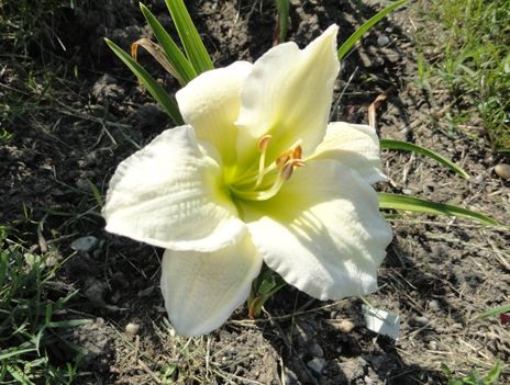 virágok 15; Sásliliom; Hemerocallis White fantasy