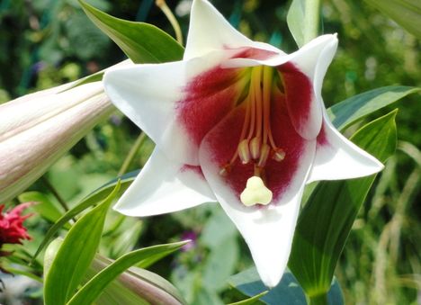 virágok 17 ; Lilium LO hybrid Triumphator