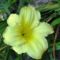 virágok 18 ; Törpe sásliliom ;  Hemerocallis