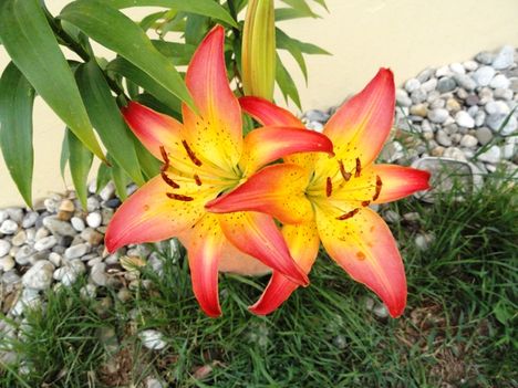 virágok 1 ; Hemerocallis Cancum