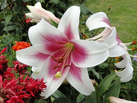 virágok 1 ; Lilium LO hybrid Triumphator