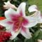 virágok 1 ; Lilium LO hybrid Triumphator