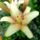 Viragok_20__lilium__cappuccino_1298757_2148_t