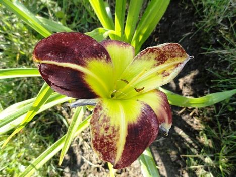 virágok 21 ; Hemerocallis  Night beacon