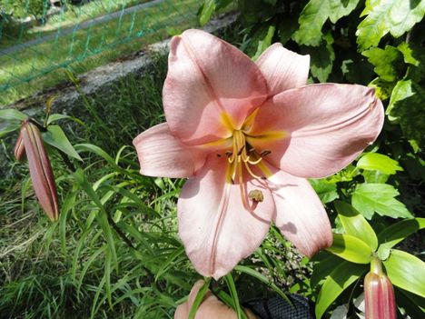 virágok 22 , ; Lilium Pink Perfection