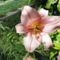 virágok 22 , ; Lilium Pink Perfection