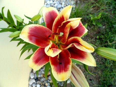 virágok 23 ; Lilium OT hybrid Red Dutch