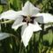 virágok 26 ; Csillagkardvirág ;Acidanthera  Murielae