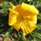 virágok 29 ; Sásliliom  ;  Hemerocallis Golden  Dewdrop