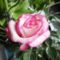 virágok 34 ; Tantau ; Rózsa ( pink- fehér )