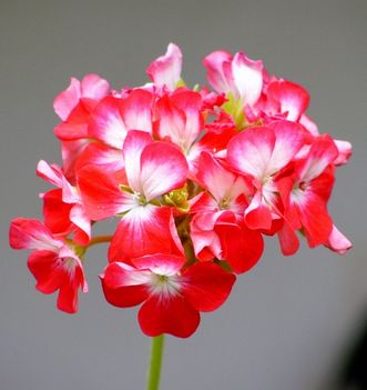 virágok 3