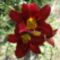 virágok 3 ; Hemerocallis Dark Red