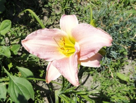 virágok 4 ; Hemerocallis Taglilie- Catherine Woodburry