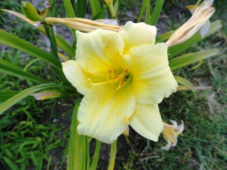 virágok 7; Hemerocallis