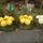 5_viragosok_1299038_3099_t
