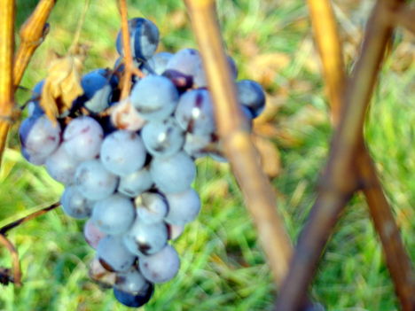 Novemberi szőlőjárás 4
