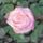 V_25_rozsa__tantau_1299000_2710_t