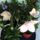 V_27__rozsaszinu_leggombvirag_1299002_5694_t