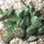 Vaskos_majlevel_1299072_5612_t