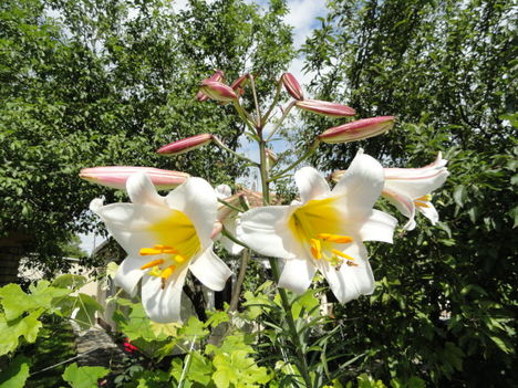 virág 10; Lilium Regale
