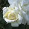 virág 11; Rózsa Virgo Th.