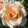 Virag_12____verszilia_th_1299444_5544_t