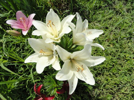 virág 12; Liliom White