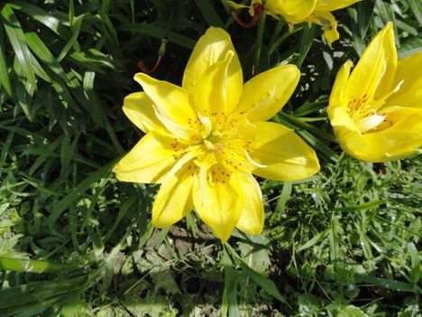 virág 14,; Lilium Fata Morgana