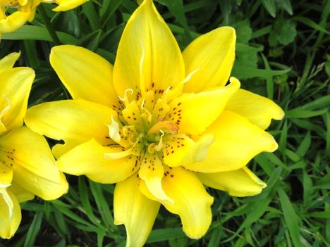 virág 15; Lilium Fata Morgana