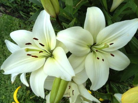 virág 16,;   Lilium White