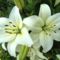 virág 16,;   Lilium White