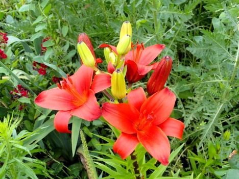 virág 17; Lilium  Red Night