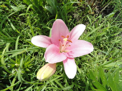 virág 18; Lilium