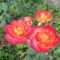 virág 1; Rózsa