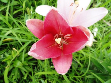 virág 20; Lilium