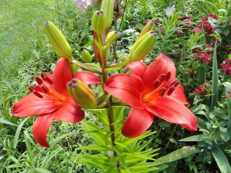 virág 21; Lilium Red Night