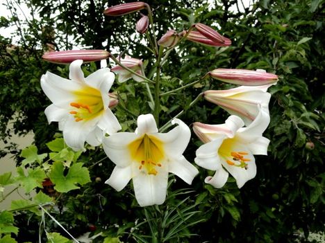 virág 22; Lilium Regale