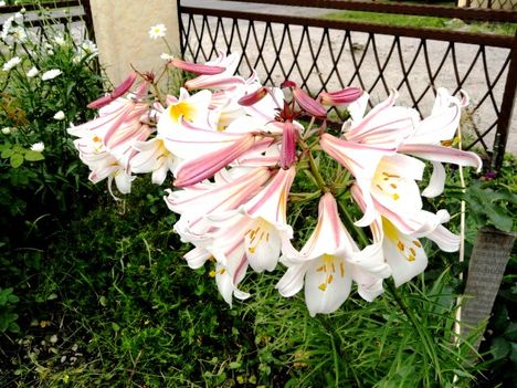 virág 23; Lilium Regale